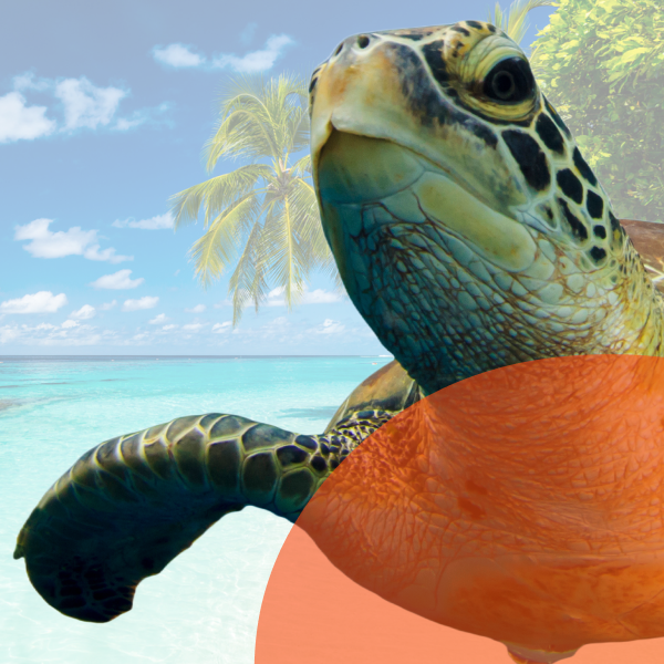 tartaruga - caraibi - offerta - travel - windtre